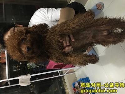 【昆明捡到狗】，棕色泰迪狗狗金马悦城，它是一只非常可爱的宠物狗狗，希望它早日回家，不要变成流浪狗。