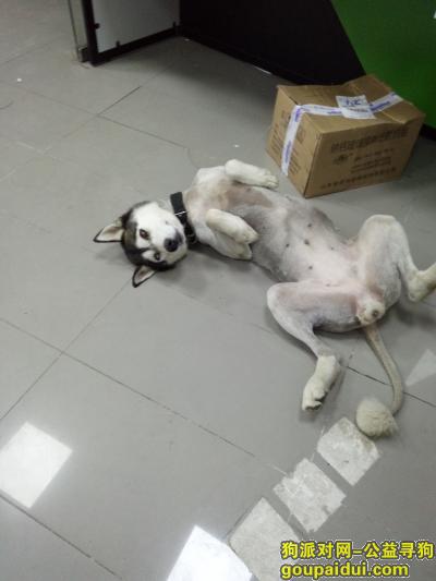 【上海找狗】，重金寻狗成年二哈串串，它是一只非常可爱的宠物狗狗，希望它早日回家，不要变成流浪狗。
