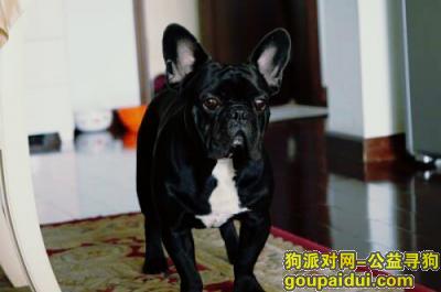 【北京找狗】，寻找7月7日早上7点左右北五环内花虎沟附近丢失的法斗，它是一只非常可爱的宠物狗狗，希望它早日回家，不要变成流浪狗。