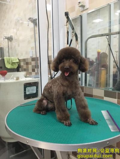 【北京找狗】，7月17日西城区赵登禹路丢失巧克力色泰迪，它是一只非常可爱的宠物狗狗，希望它早日回家，不要变成流浪狗。