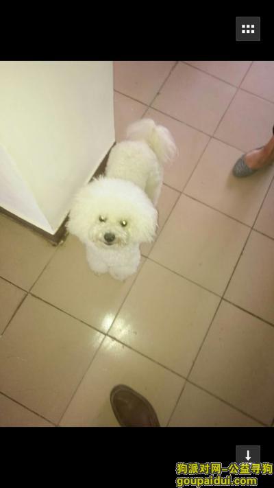 【北京找狗】，北京市通州区寻找白色比熊，它是一只非常可爱的宠物狗狗，希望它早日回家，不要变成流浪狗。