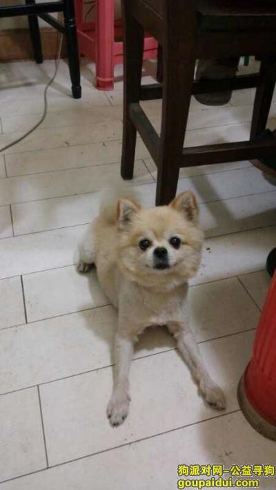 【上海找狗】，寻狗启示(急急急！！！重薪5000元！！！！)，它是一只非常可爱的宠物狗狗，希望它早日回家，不要变成流浪狗。