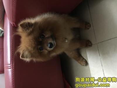 【广州找狗】，13年相伴的狗狗，希望能回到我身边！，它是一只非常可爱的宠物狗狗，希望它早日回家，不要变成流浪狗。