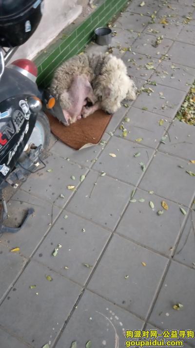 北京市丰台区南苑路和义农场，它是一只非常可爱的宠物狗狗，希望它早日回家，不要变成流浪狗。