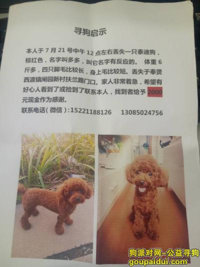 【上海找狗】，奉贤西渡寻狗，找到给予2000元现金，它是一只非常可爱的宠物狗狗，希望它早日回家，不要变成流浪狗。