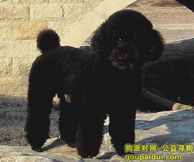 【北京找狗】，寻找爱犬布兰克.黑色泰迪公狗.......，它是一只非常可爱的宠物狗狗，希望它早日回家，不要变成流浪狗。