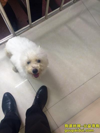 【青岛捡到狗】，一只白色的小狗，身材略显胖，它是一只非常可爱的宠物狗狗，希望它早日回家，不要变成流浪狗。
