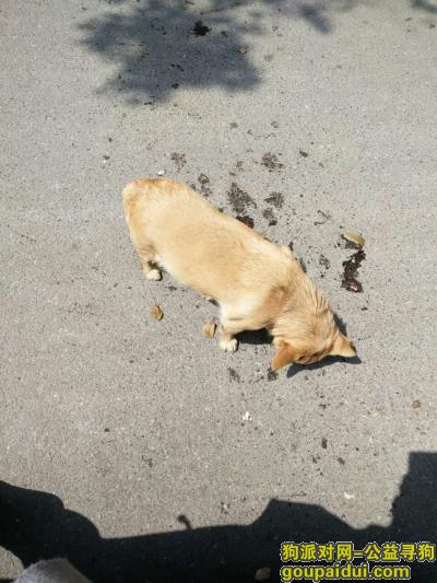 【南京找狗】，在汤泉水库附近走失，疑似往星甸走，它是一只非常可爱的宠物狗狗，希望它早日回家，不要变成流浪狗。