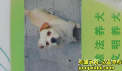 【南京找狗】，在汤泉走失，眼睛看不清，它是一只非常可爱的宠物狗狗，希望它早日回家，不要变成流浪狗。