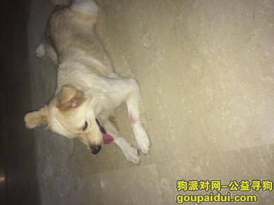 【汕头捡到狗】，捡到金毛，在苏宁广场附近，认领联系我13005234874，它是一只非常可爱的宠物狗狗，希望它早日回家，不要变成流浪狗。