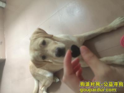 【广州找狗】，广州天河区寻狗启示，它就像我的家人，它是一只非常可爱的宠物狗狗，希望它早日回家，不要变成流浪狗。