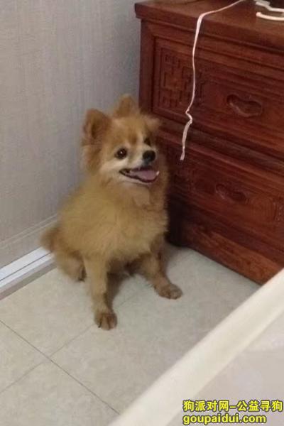 【广州找狗】，水荫路附近发现一只博美，它是一只非常可爱的宠物狗狗，希望它早日回家，不要变成流浪狗。