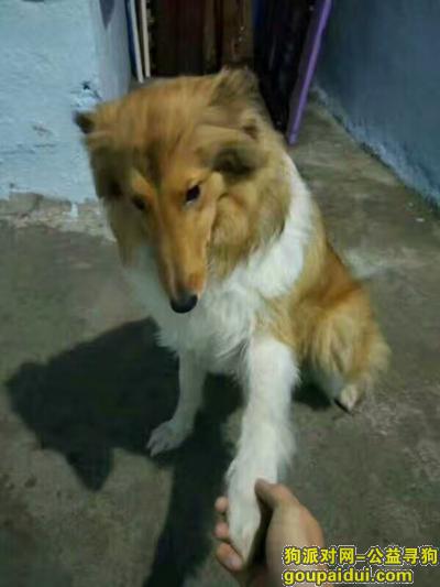 【湛江找狗】，拜托大家帮忙找一下狗狗，它是一只非常可爱的宠物狗狗，希望它早日回家，不要变成流浪狗。
