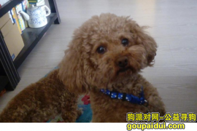 天津 寻找带着铃铛的6岁毛毛，它是一只非常可爱的宠物狗狗，希望它早日回家，不要变成流浪狗。