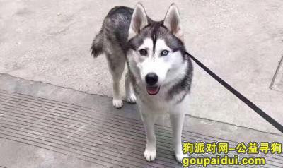 【上海找狗】，鸳鸯眼 烟灰色哈士奇，它是一只非常可爱的宠物狗狗，希望它早日回家，不要变成流浪狗。