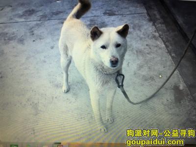 四川，它是一只非常可爱的宠物狗狗，希望它早日回家，不要变成流浪狗。