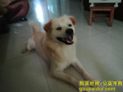 惠州寻找一只白黄毛狗狗，蛋蛋有一点白一点白的 还有舌头有些黑斑，它是一只非常可爱的宠物狗狗，希望它早日回家，不要变成流浪狗。
