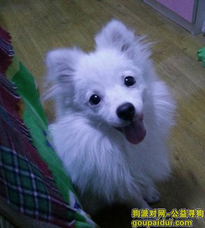 郑州市金水区双铺路天明路丢失一条博美，它是一只非常可爱的宠物狗狗，希望它早日回家，不要变成流浪狗。