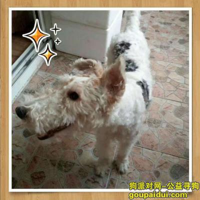 寻找7月28日在北京慈云寺桥走失的狗狗，它是一只非常可爱的宠物狗狗，希望它早日回家，不要变成流浪狗。