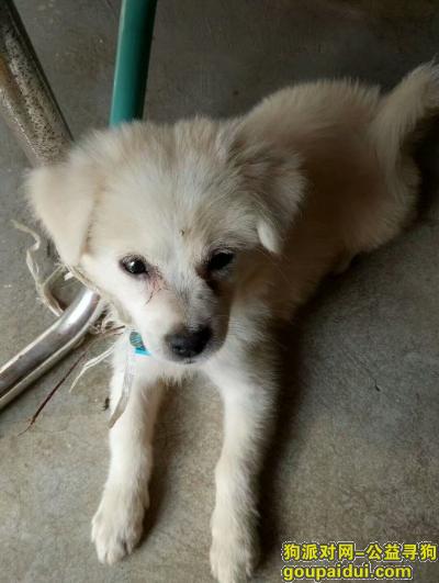 2017年7月31日走失，广东省东莞市企石镇，它是一只非常可爱的宠物狗狗，希望它早日回家，不要变成流浪狗。
