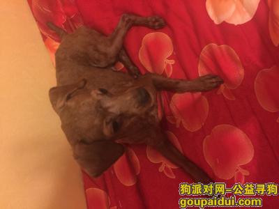 【北京找狗】，7月30号下午大安澜营胡同丢失一咖啡色公泰迪，归还重谢，它是一只非常可爱的宠物狗狗，希望它早日回家，不要变成流浪狗。