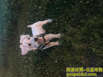 北华东校旁，金地卡诗维亚，于2017.8.1丢失一只纯白色雪纳瑞，它是一只非常可爱的宠物狗狗，希望它早日回家，不要变成流浪狗。