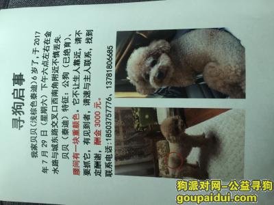【郑州找狗】，7月29日走失泰迪狗狗，酬金5000，它是一只非常可爱的宠物狗狗，希望它早日回家，不要变成流浪狗。