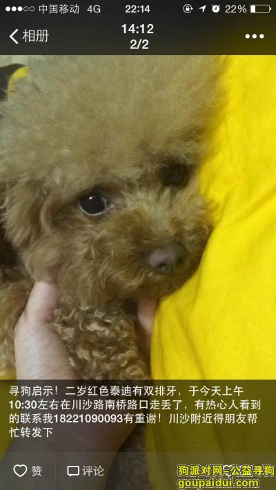 上海浦东新区川沙附近5000元重金寻爱犬小泰迪，它是一只非常可爱的宠物狗狗，希望它早日回家，不要变成流浪狗。