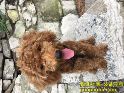 【济南找狗】，济南市中区大润发附近寻爱犬泰迪，它是一只非常可爱的宠物狗狗，希望它早日回家，不要变成流浪狗。