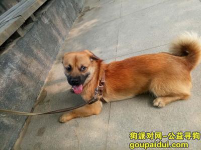 北京市朝阳区百子湾后现代城A区寻找狗狗，它是一只非常可爱的宠物狗狗，希望它早日回家，不要变成流浪狗。