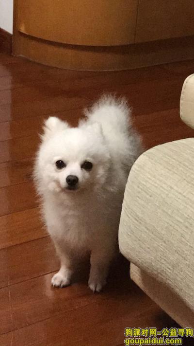 急寻白色博美 酬谢1万元！！！，它是一只非常可爱的宠物狗狗，希望它早日回家，不要变成流浪狗。