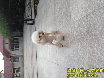 【邯郸找狗】，求大家帮我寻找我家贵宾小米，它是一只非常可爱的宠物狗狗，希望它早日回家，不要变成流浪狗。