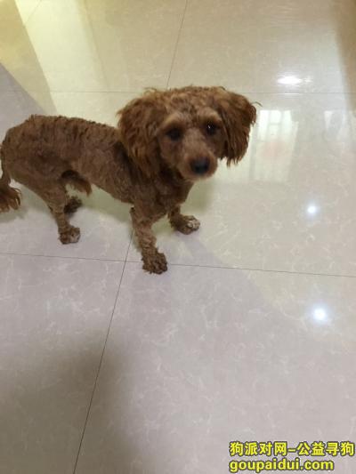 【上海捡到狗】，狗狗的主人快点来把这只小可爱吧领回家吧！！！，它是一只非常可爱的宠物狗狗，希望它早日回家，不要变成流浪狗。