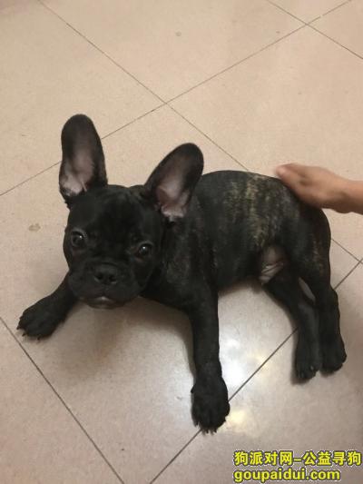 武汉武昌区中南酬谢六千元寻找斗牛犬，它是一只非常可爱的宠物狗狗，希望它早日回家，不要变成流浪狗。