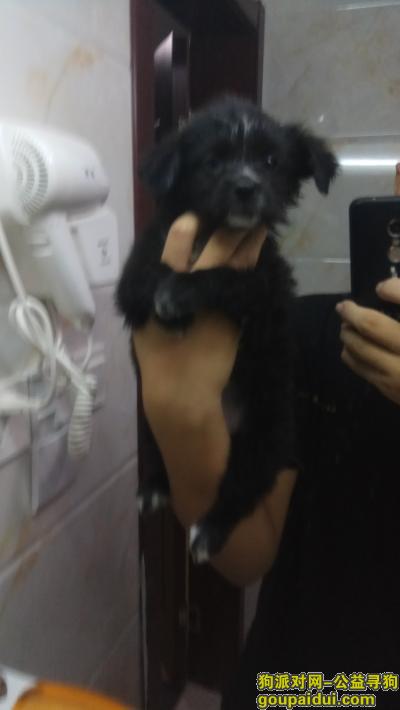【上海找狗】，一只小黑狗，脸上有道白毛，它是一只非常可爱的宠物狗狗，希望它早日回家，不要变成流浪狗。
