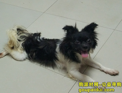 【南宁找狗】，广西南宁狮山公园北门丢蝴蝶犬一只，它是一只非常可爱的宠物狗狗，希望它早日回家，不要变成流浪狗。