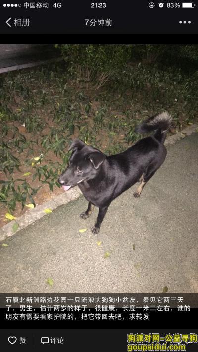 捡到宠物，大黑狗狗小盆友 在石厦北五街新洲路边的花园流浪，它是一只非常可爱的宠物狗狗，希望它早日回家，不要变成流浪狗。