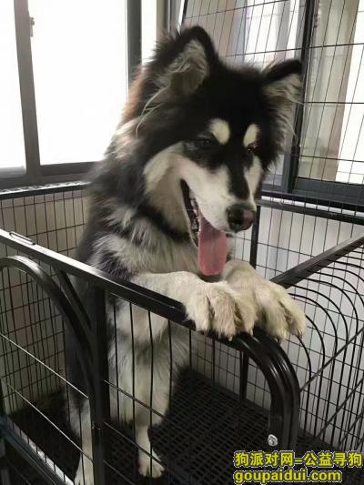 枣庄找狗，寻狗启示 家有一爱犬于2017年8月5日 在峄城桃花转盘附近走失 ，大型宠物狗阿拉斯加，它是一只非常可爱的宠物狗狗，希望它早日回家，不要变成流浪狗。