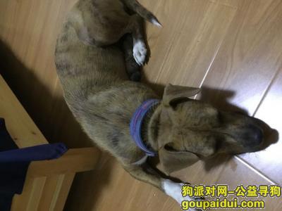 【上海捡到狗】，2017.08.07在上海嘉定胜竹西路捡到一只带蓝色项圈的黄色中型小狗，它是一只非常可爱的宠物狗狗，希望它早日回家，不要变成流浪狗。