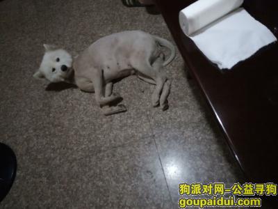 上海肖塘加油站捡到一只怀孕萨摩耶！！没有养狗经验！寻找失主，它是一只非常可爱的宠物狗狗，希望它早日回家，不要变成流浪狗。