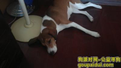 上海闵行七宝8月8日走丢，它是一只非常可爱的宠物狗狗，希望它早日回家，不要变成流浪狗。
