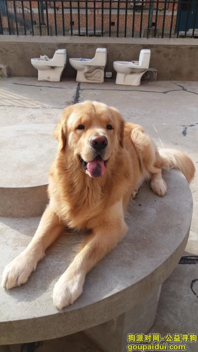 【青岛找狗】，寻找8月8日在台东八路走失的金毛犬  13061279666，它是一只非常可爱的宠物狗狗，希望它早日回家，不要变成流浪狗。