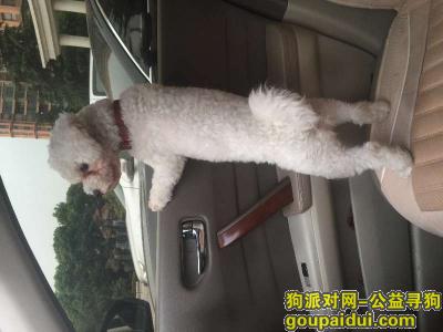 寻狗启示扬州江都区润家国际市场，它是一只非常可爱的宠物狗狗，希望它早日回家，不要变成流浪狗。