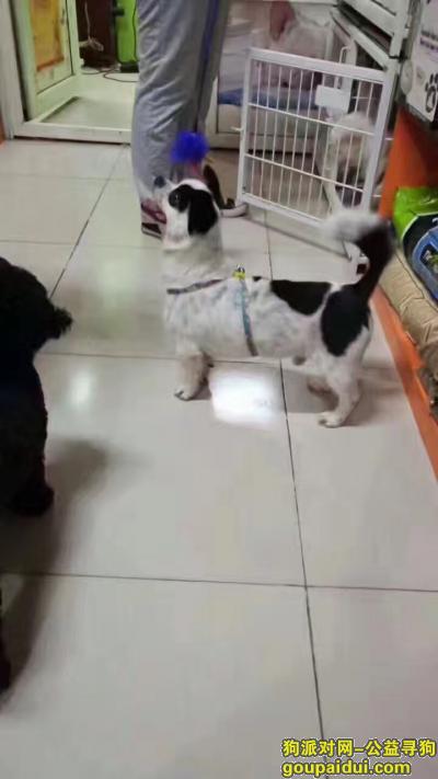 【北京找狗】，黑白花，海盗眼，的小狗，它是一只非常可爱的宠物狗狗，希望它早日回家，不要变成流浪狗。