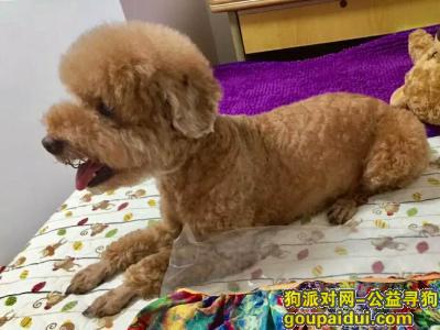 【广州找狗】，求助我忠犬回家，真心酬谢2万，它是一只非常可爱的宠物狗狗，希望它早日回家，不要变成流浪狗。