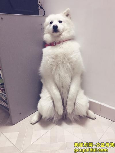 寻爱犬 萨摩耶 丁丁 湛江霞山，它是一只非常可爱的宠物狗狗，希望它早日回家，不要变成流浪狗。