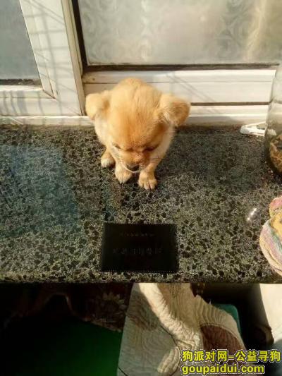 8月9日在李沧区沧居路老火车站附近，丢失一条串串狗，它是一只非常可爱的宠物狗狗，希望它早日回家，不要变成流浪狗。