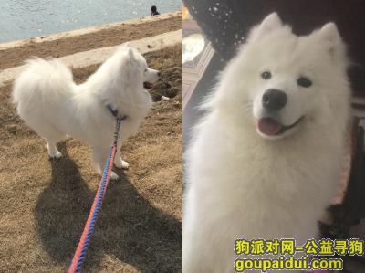【南京找狗】，寻萨摩爱犬，它是一只非常可爱的宠物狗狗，希望它早日回家，不要变成流浪狗。