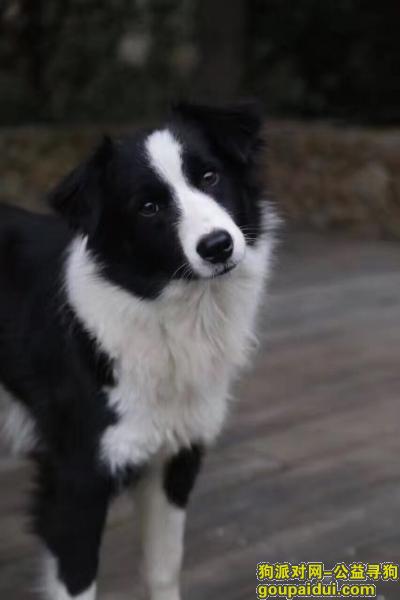 寻找黑白色两岁边牧 母，它是一只非常可爱的宠物狗狗，希望它早日回家，不要变成流浪狗。