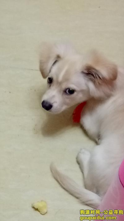 北京找狗主人，通州捡到一只浅黄色狗狗，它是一只非常可爱的宠物狗狗，希望它早日回家，不要变成流浪狗。